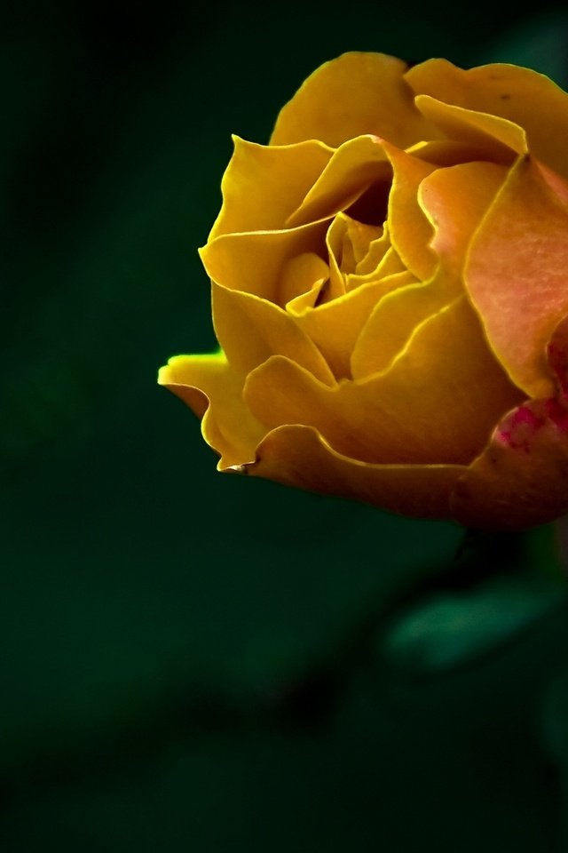 Обои цветы, природа, обои, фото, роза, flowers, nature, wallpaper, photo, rose разрешение 1920x1200 Загрузить