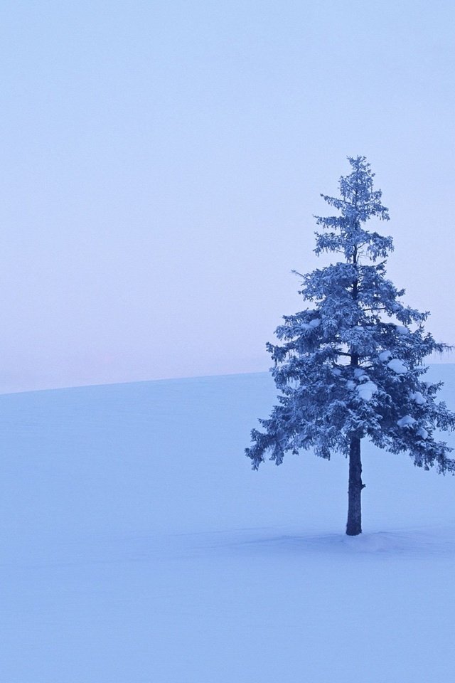 Обои снег, дерево, зима, snow, tree, winter разрешение 1920x1200 Загрузить