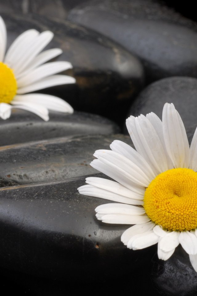 Обои камни, макро, ромашки, камешки, stones, macro, chamomile, pebbles разрешение 3872x2592 Загрузить