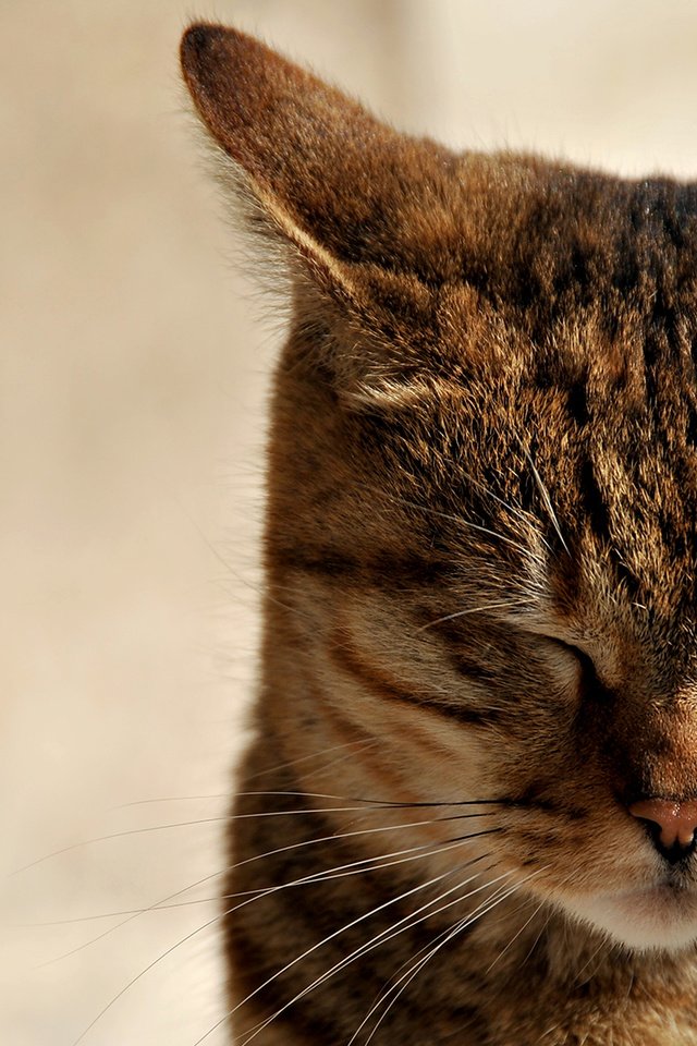 Обои кот, мордочка, усы, кошка, ушки, зажмурилась, cat, muzzle, mustache, ears, he closed his eyes разрешение 1920x1080 Загрузить