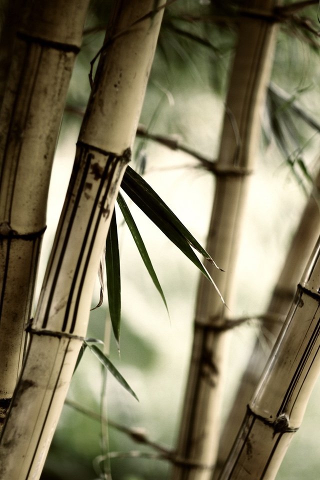 Обои трава, природа, листья, бамбук, размытость, стебли, крупным планом, grass, nature, leaves, bamboo, blur, stems, closeup разрешение 2560x1600 Загрузить