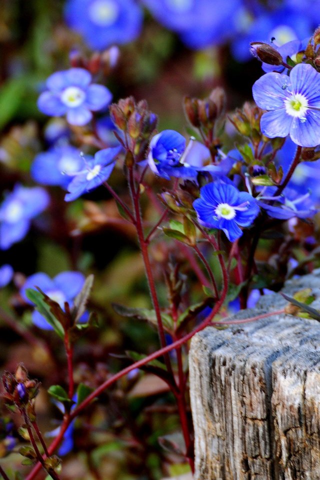 Обои цветы, незабудки, голубые, цветочки, маленькие, голубенькие, flowers, forget-me-nots, blue, small разрешение 2560x1600 Загрузить