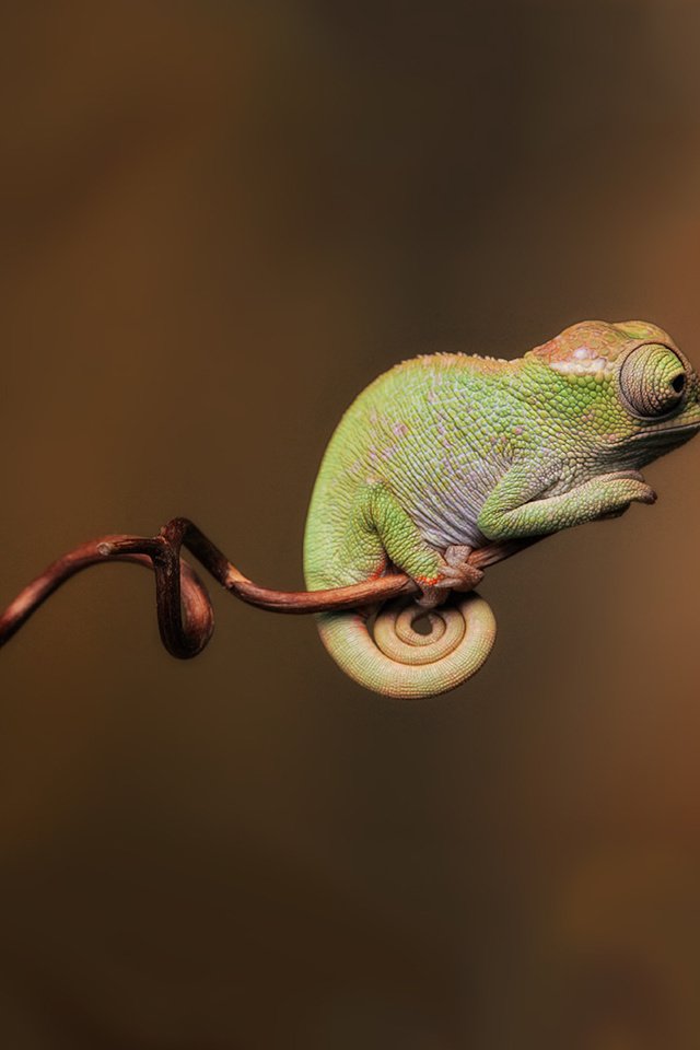 Обои малыш, хамелеон, чудо, baby, chameleon, miracle разрешение 1920x1200 Загрузить