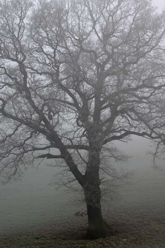 Обои дерево, туман, поле, tree, fog, field разрешение 2560x1600 Загрузить