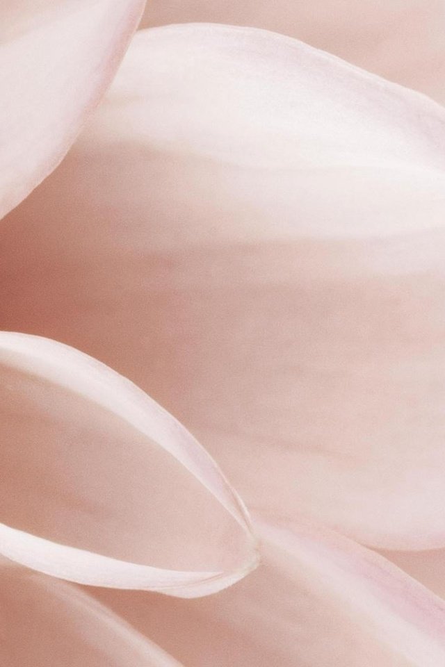 Обои макро, цветок, лепестки, розовый, нежность, macro, flower, petals, pink, tenderness разрешение 1920x1080 Загрузить