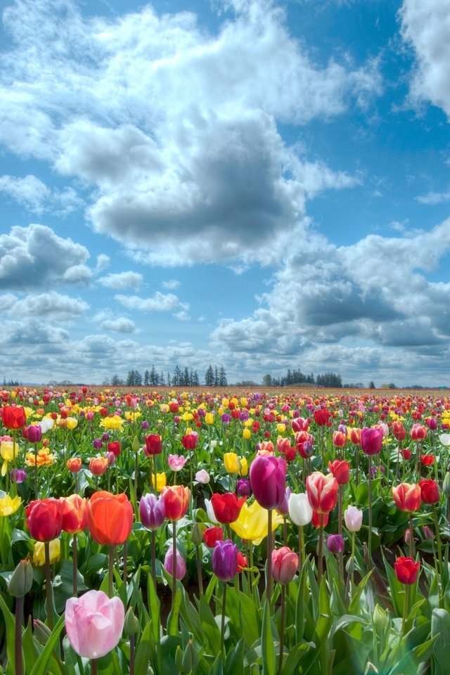 Обои небо, природа, поле, тюльпаны, the sky, nature, field, tulips разрешение 2560x1600 Загрузить