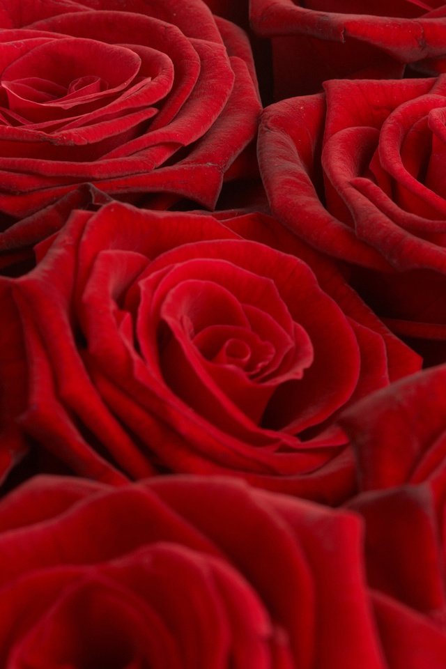 Обои обои, розы, красный, букет, wallpaper, roses, red, bouquet разрешение 2560x1600 Загрузить