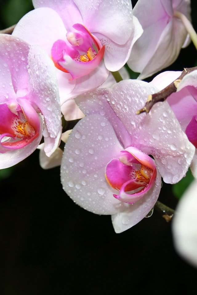 Обои цветы, макро, крым, орхидеи, cvety, krym, orxidei, flowers, macro, crimea, orchids разрешение 3888x2592 Загрузить