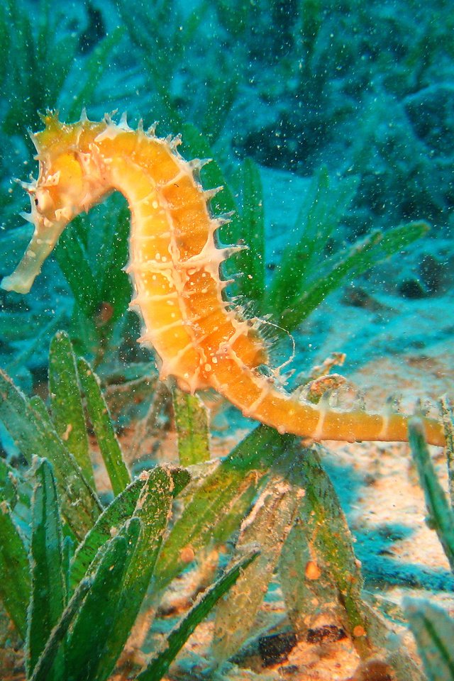 Обои океан, морской конек, подводный мир, the ocean, seahorse, underwater world разрешение 2560x1600 Загрузить