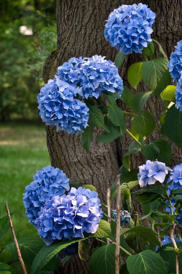 Обои цветение, зелень, парк, кустарник, гортензия, flowering, greens, park, shrub, hydrangea разрешение 1920x1200 Загрузить