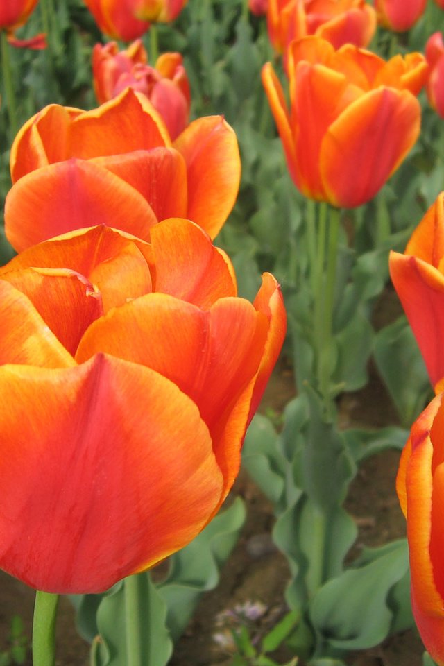 Обои цветы, бутоны, лепестки, тюльпаны, тульпаны, flowers, buds, petals, tulips разрешение 1920x1200 Загрузить