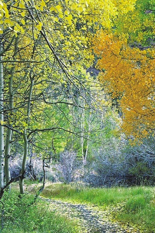 Обои деревья, лес, листья, листва, осень, тропа, trees, forest, leaves, foliage, autumn, trail разрешение 1920x1080 Загрузить