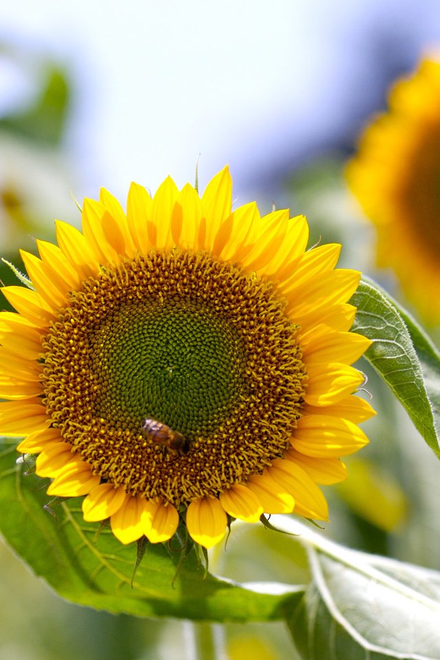 Обои цветы, подсолнухи, пчела, flowers, sunflowers, bee разрешение 1920x1200 Загрузить