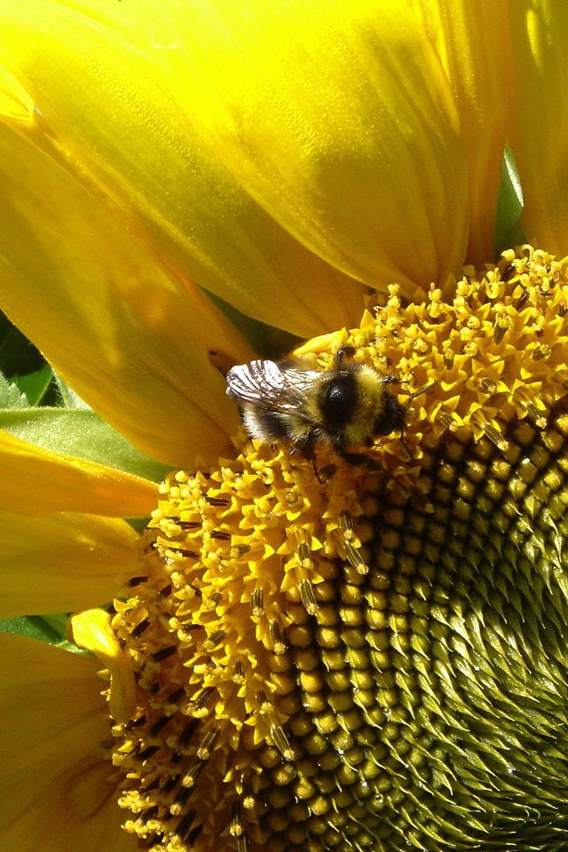 Обои солнце, лето, подсолнух, шмель, the sun, summer, sunflower, bumblebee разрешение 1920x1200 Загрузить