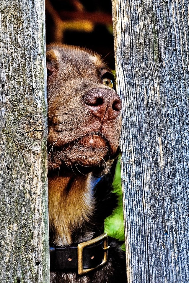 Обои забор, собака, ошейник, пес, нос, the fence, dog, collar, nose разрешение 1920x1200 Загрузить