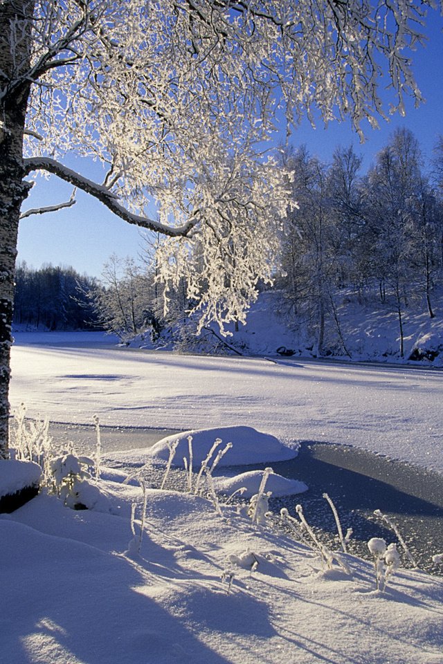 Обои деревья, река, снег, лес, зима, trees, river, snow, forest, winter разрешение 1920x1200 Загрузить