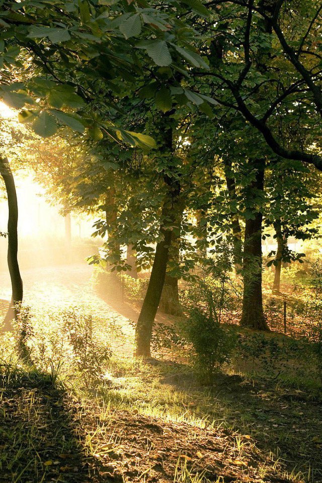 Обои свет, деревья, солнце, лес, лучи, ветки, столы, light, trees, the sun, forest, rays, branches, tables разрешение 1920x1200 Загрузить