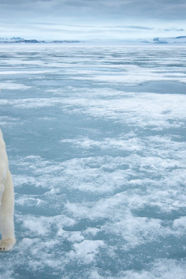 Обои снег, полярный медведь, медведь, лёд, белый медведь, snow, polar bear, bear, ice разрешение 1920x1200 Загрузить