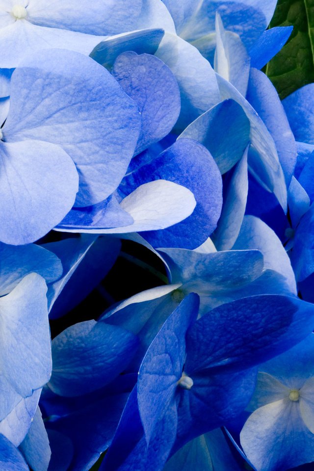 Обои цветы, лепестки, голубые, best wallpapers, гортензия, крупным планом, flowers, petals, blue, hydrangea, closeup разрешение 1920x1200 Загрузить