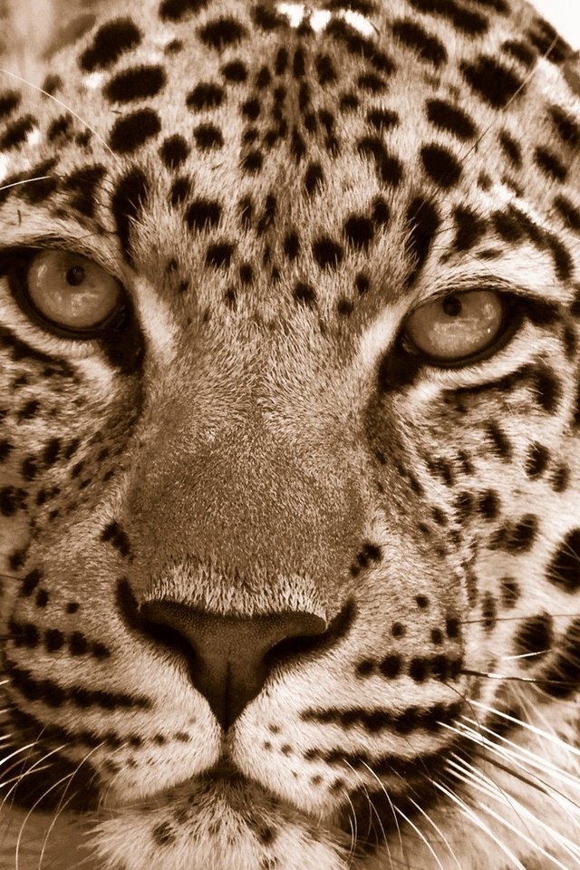 Обои морда, леопард, хищник, дикие кошки, face, leopard, predator, wild cats разрешение 1920x1080 Загрузить