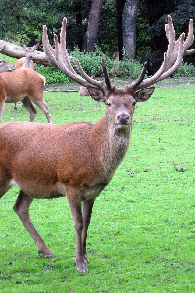 Обои трава, природа, олень, рога, олени, благородный олень, grass, nature, deer, horns, red deer разрешение 1920x1440 Загрузить