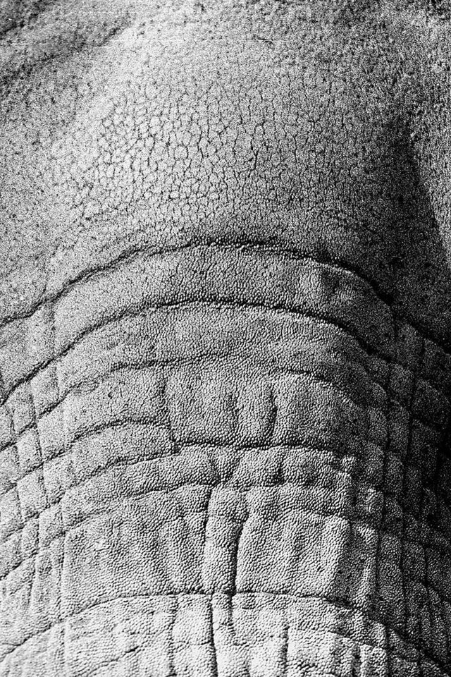 Обои слон, чёрно-белое, крупным планом, elephant, black and white, closeup разрешение 2048x1280 Загрузить