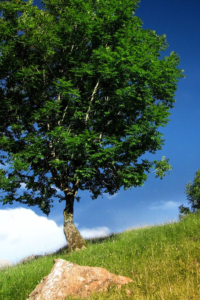 Обои трава, дерево, зеленое, синее небо, grass, tree, green, blue sky разрешение 1920x1200 Загрузить