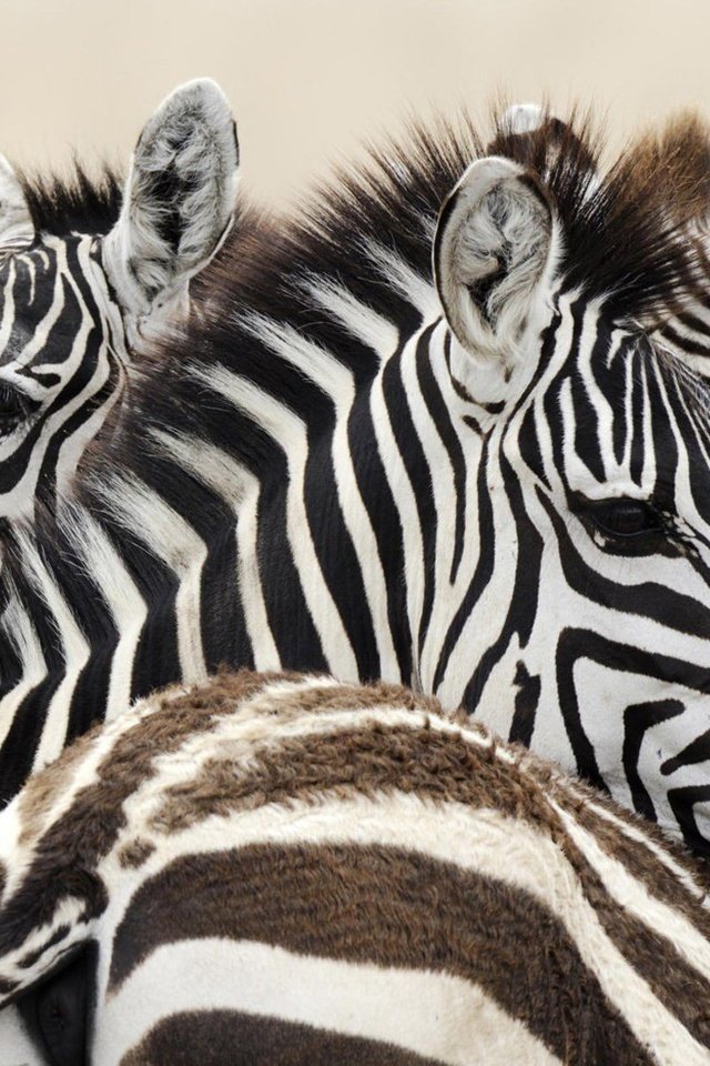 Обои зебра, животные, африка, зебры, zebra, animals, africa разрешение 1920x1200 Загрузить