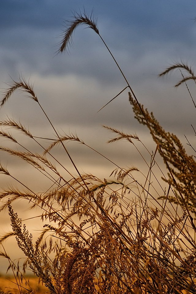 Обои небо, трава, природа, закат, макро, поле, колоски, the sky, grass, nature, sunset, macro, field, spikelets разрешение 1920x1080 Загрузить