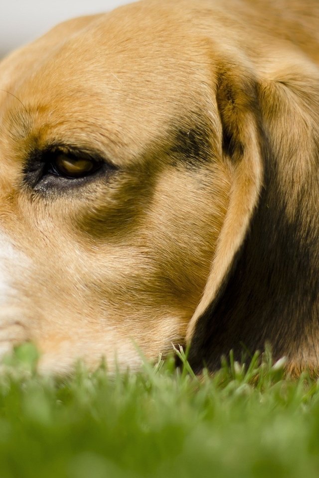 Обои трава, собака, лежит, бигль, грустная собачка, grass, dog, lies, beagle, sad dog разрешение 1920x1200 Загрузить