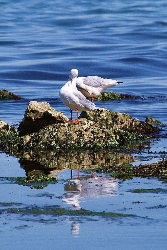 Обои вода, камни, море, птицы, чайки, water, stones, sea, birds, seagulls разрешение 1920x1200 Загрузить