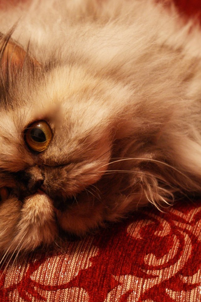 Обои кот, кошка, диван, пушистик, персидская, cat, sofa, pussy, persian разрешение 1920x1285 Загрузить
