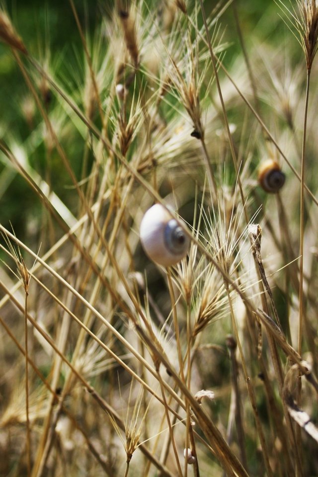 Обои трава, насекомые, колоски, улитки, grass, insects, spikelets, snails разрешение 1920x1280 Загрузить