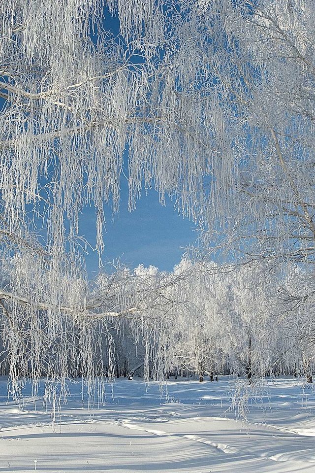 Обои снег, лес, зима, иней, snow, forest, winter, frost разрешение 1920x1200 Загрузить