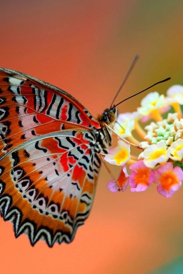 Обои макро, насекомое, цветок, бабочка, крылья, пыльца, нектар, macro, insect, flower, butterfly, wings, pollen, nectar разрешение 1920x1200 Загрузить