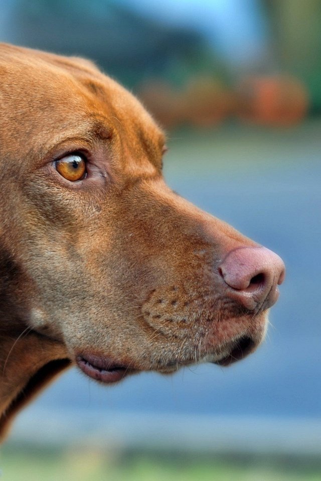 Обои морда, собака, профиль, выжла, венгерская легавая, face, dog, profile, vizslas, hungarian pointer разрешение 1920x1200 Загрузить