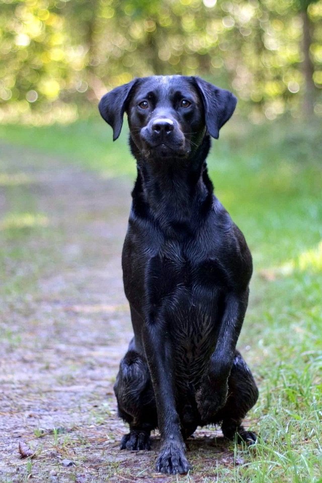 Обои дорога, лес, взгляд, собака, друг, черная, road, forest, look, dog, each, black разрешение 1920x1200 Загрузить