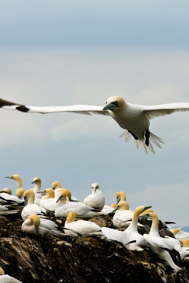 Обои крылья, птицы, чайки, бакланы, прибрежные, оперение., wings, birds, seagulls, cormorants, coastal, plumage. разрешение 1920x1200 Загрузить