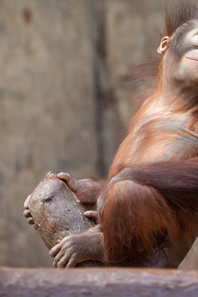 Обои природа, дерево, животные, обезьяна, детеныш, орангутанг на ветке, орангутанг, орангутан, nature, tree, animals, monkey, cub, orangutan on the branch, orangutan разрешение 1920x1200 Загрузить
