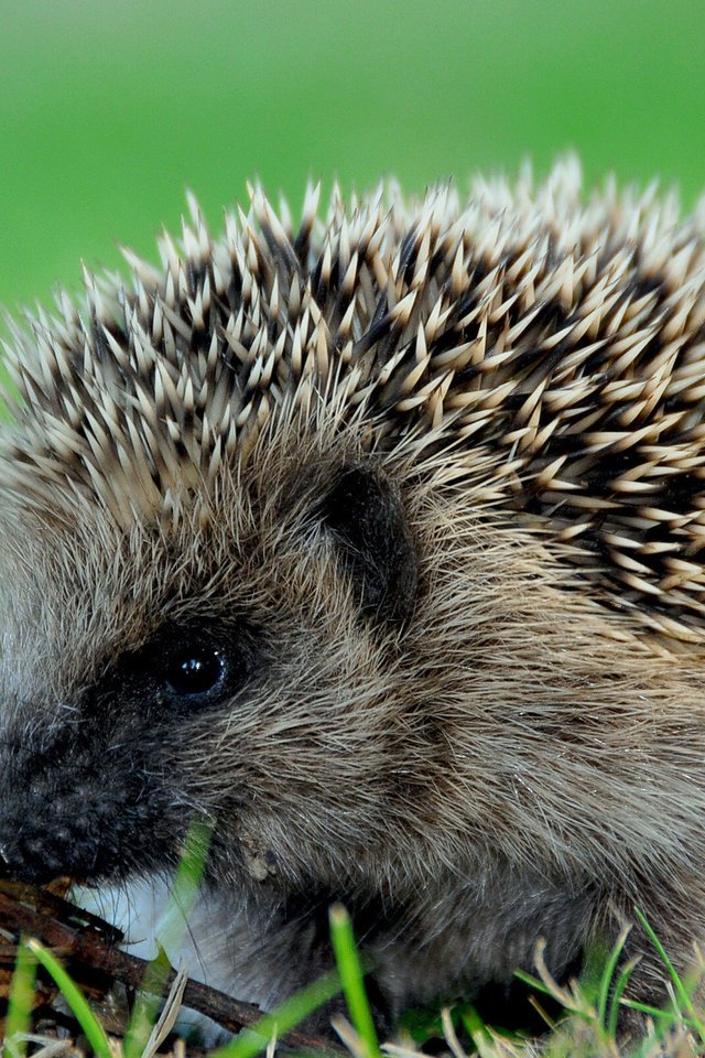 Обои трава, листья, осень, колючки, животное, ежик, еж, grass, leaves, autumn, barb, animal, hedgehog разрешение 1920x1200 Загрузить