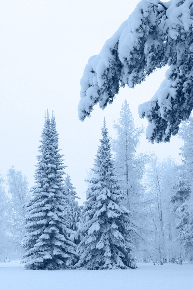 Обои снег, зима, ветки, мороз, сосны, ель, сугробы, зимний лес, snow, winter, branches, frost, pine, spruce, the snow, winter forest разрешение 1920x1200 Загрузить