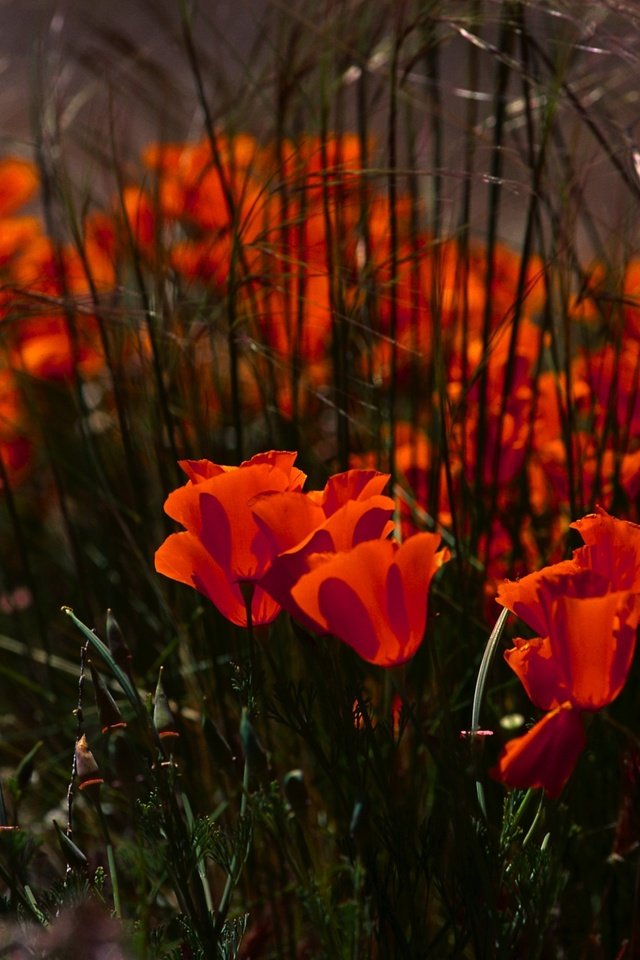 Обои цветы, маки, клумба, flowers, maki, flowerbed разрешение 3878x2582 Загрузить