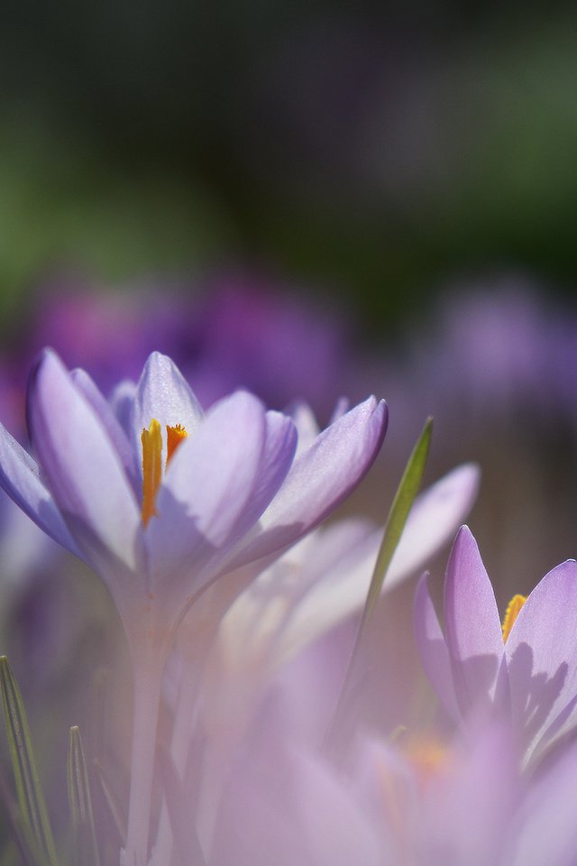 Обои весна, первоцвет, крокусы, makro, cyety, леспестки, spring, primrose, crocuses, lepestki разрешение 1920x1280 Загрузить