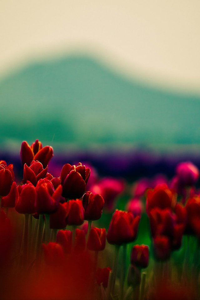 Обои цветы, природа, размытость, весна, тюльпаны, cvety, flowers, nature, blur, spring, tulips разрешение 1920x1200 Загрузить