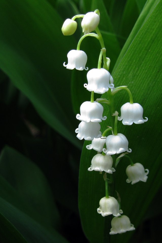 Обои листья, макро, ландыши, белые, стебли, cvety, leto, leaves, macro, lilies of the valley, white, stems разрешение 1920x1200 Загрузить