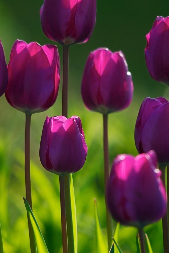 Обои цветы, бутоны, лепестки, тюльпаны, фиолетовые, tyulpany, fioletovye, klumba, flowers, buds, petals, tulips, purple разрешение 1920x1200 Загрузить
