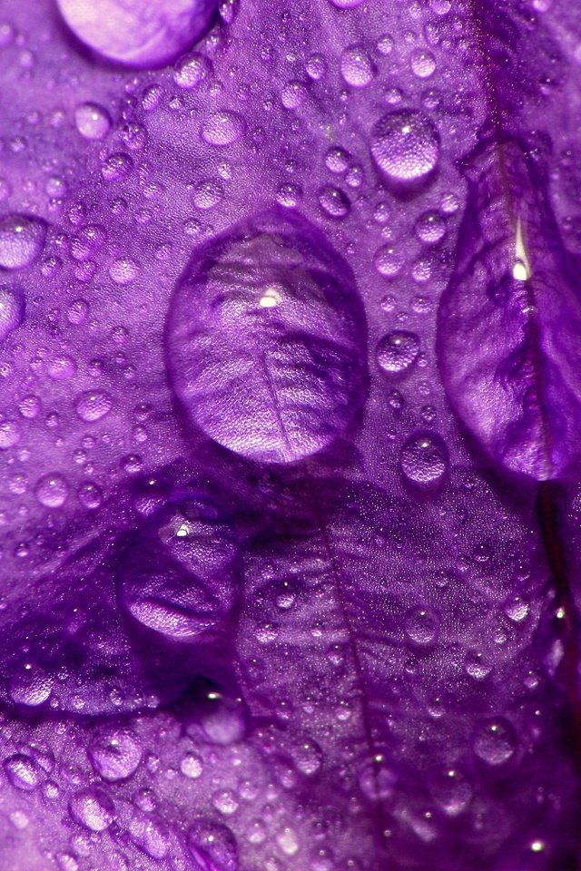 Обои макро, цветок, капли, фиолетовый, лепесток, macro, flower, drops, purple, petal разрешение 2560x1920 Загрузить