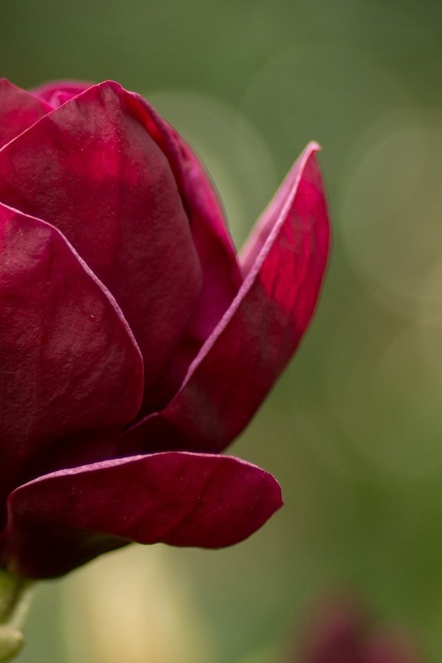 Обои макро, цветок, лепестки, размытость, весна, магнолия, магнолии, macro, flower, petals, blur, spring, magnolia разрешение 1920x1200 Загрузить