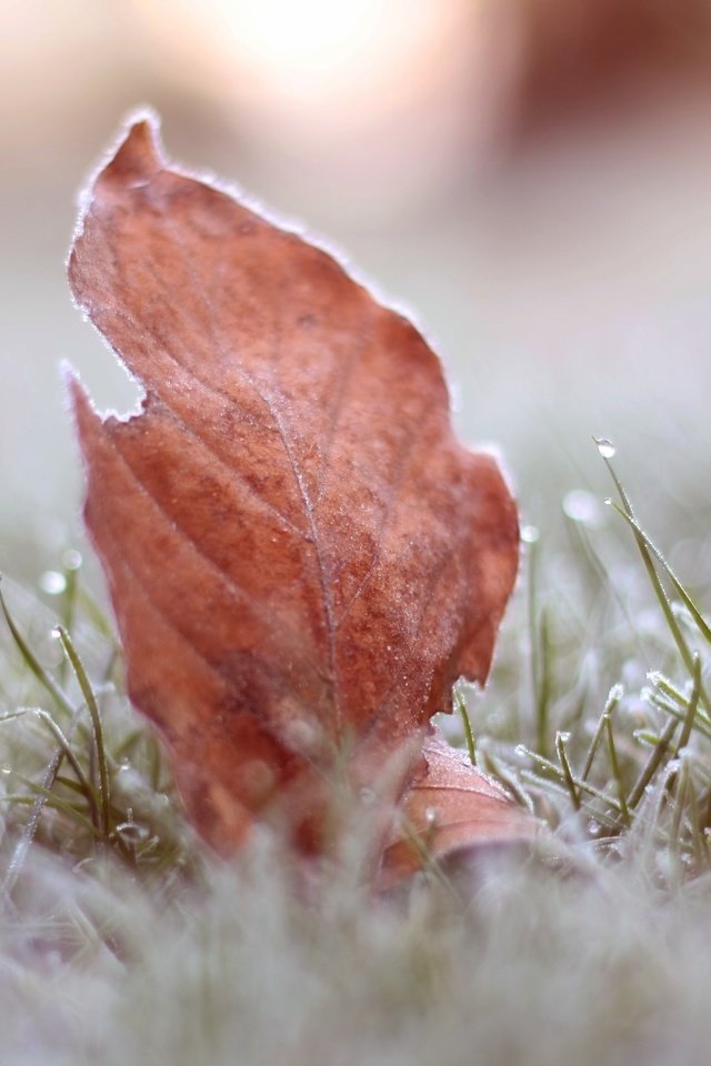 Обои трава, листья, макро, иней, осень, grass, leaves, macro, frost, autumn разрешение 3888x2592 Загрузить