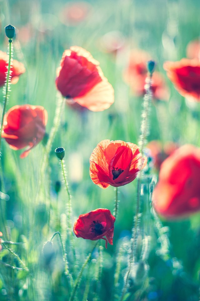 Обои цветы, поле, лето, красные, маки, боке, flowers, field, summer, red, maki, bokeh разрешение 2048x1363 Загрузить